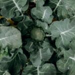 Pianta di broccoli in campo con coltivazione agricola e foglie verdi rigogliose
