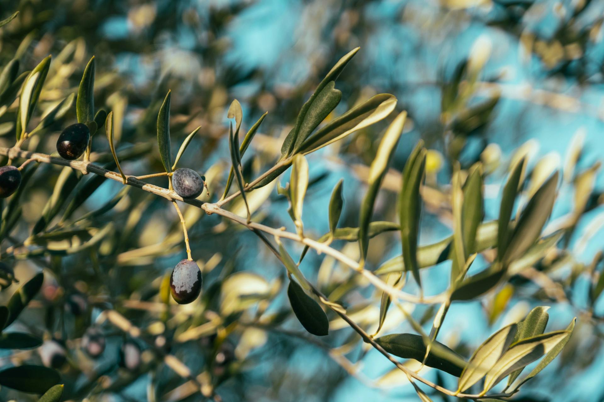 Primo piano di un ramo di olivo con foglie verdi e olive nere mature