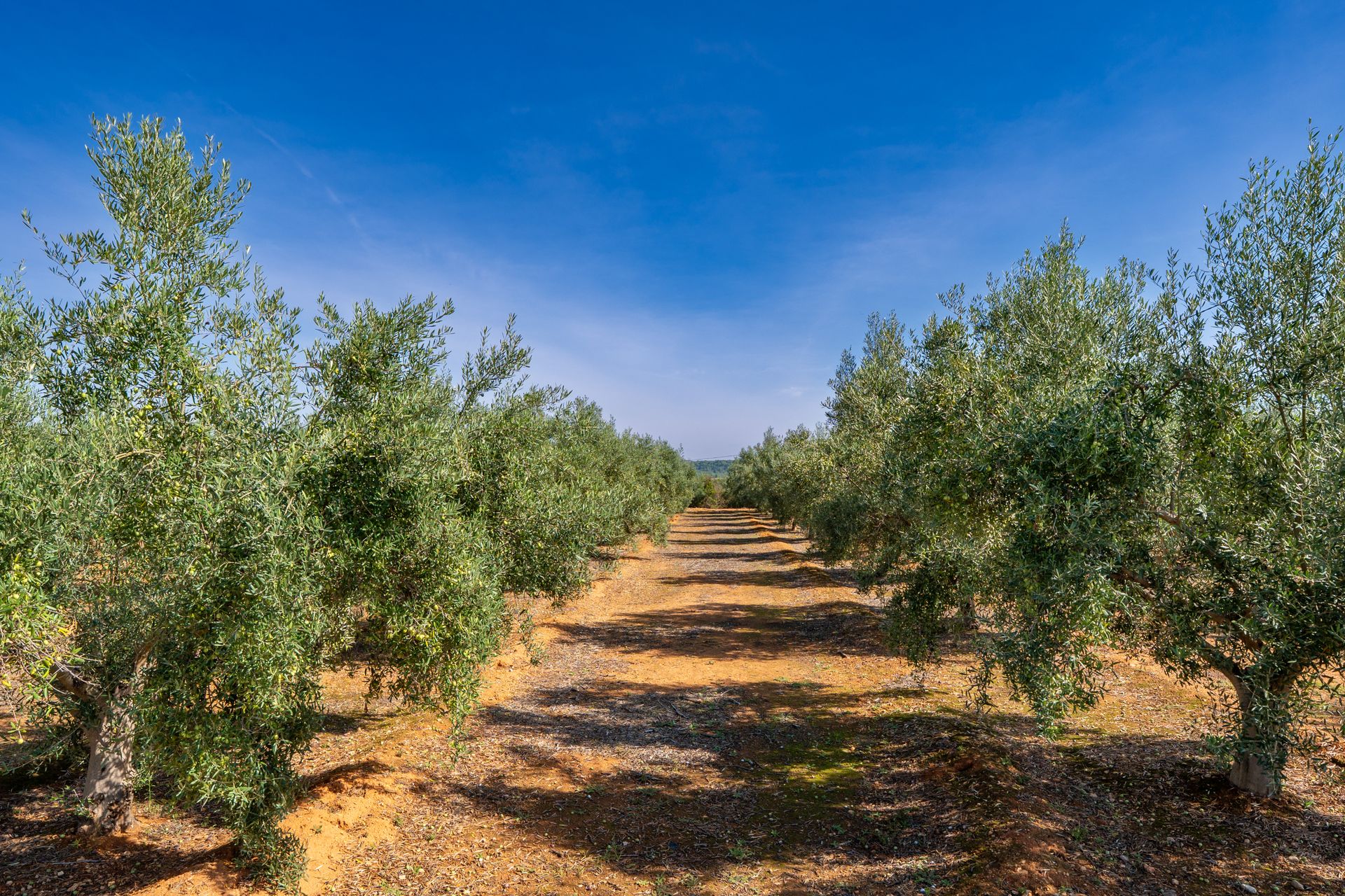 Filari di alberi di ulivo in un campo pugliese sotto un cielo azzurro per la comunicazione dei produttori di olio d'oliva.