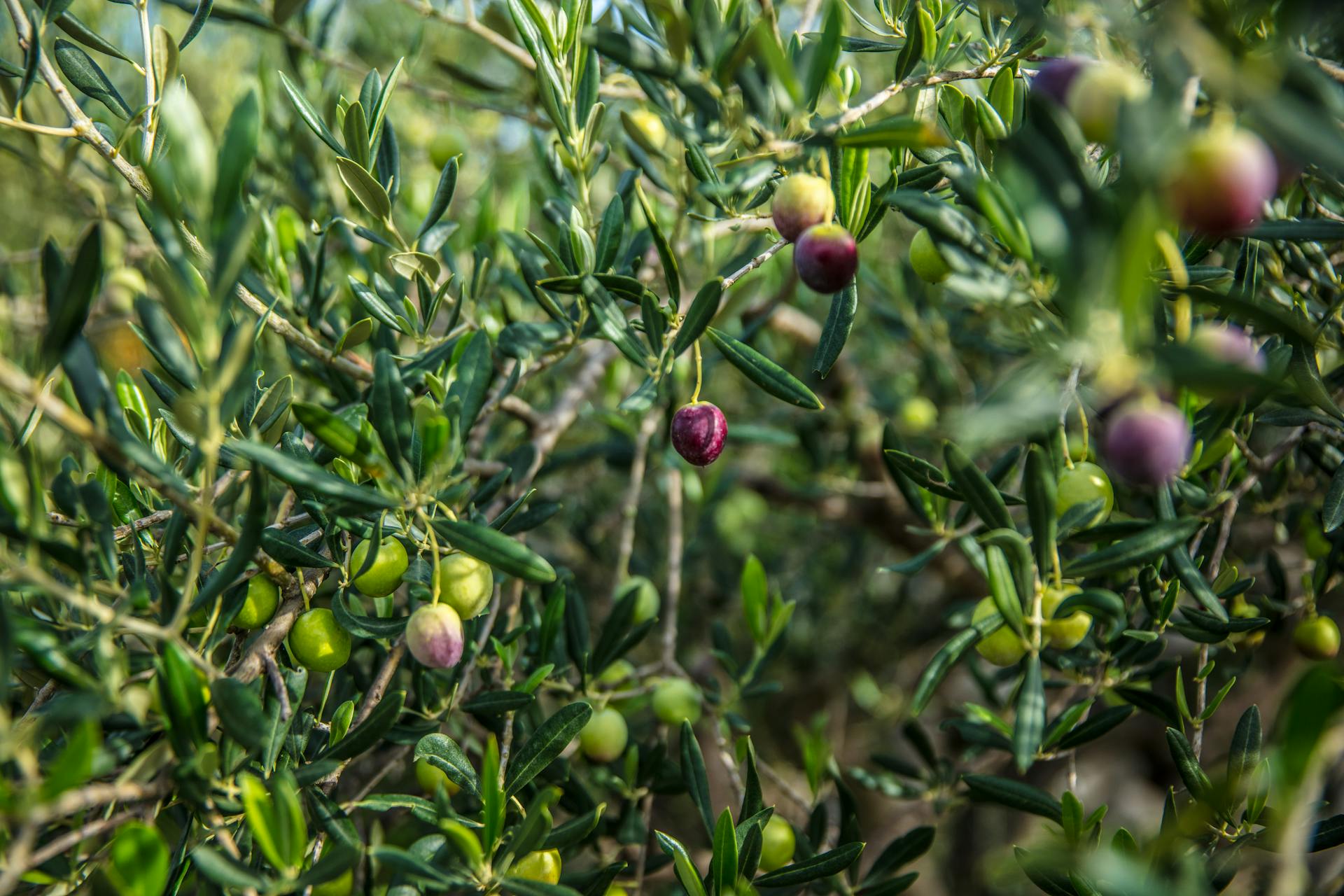 Dettaglio di olive mature su rami d'ulivo pronte per la raccolta e la produzione di olio extravergine d'oliva a Trinitapoli.